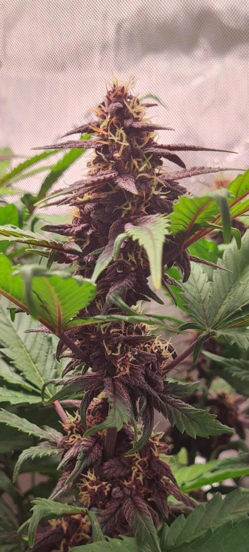 Purple Medicine. Week 9