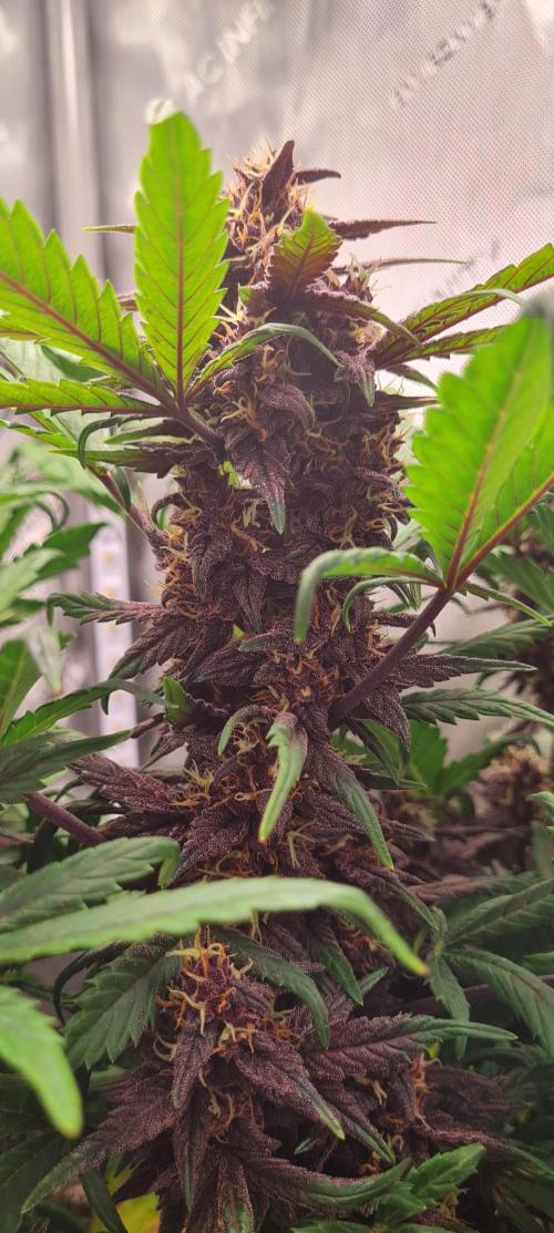Purple Medicine. Week 9