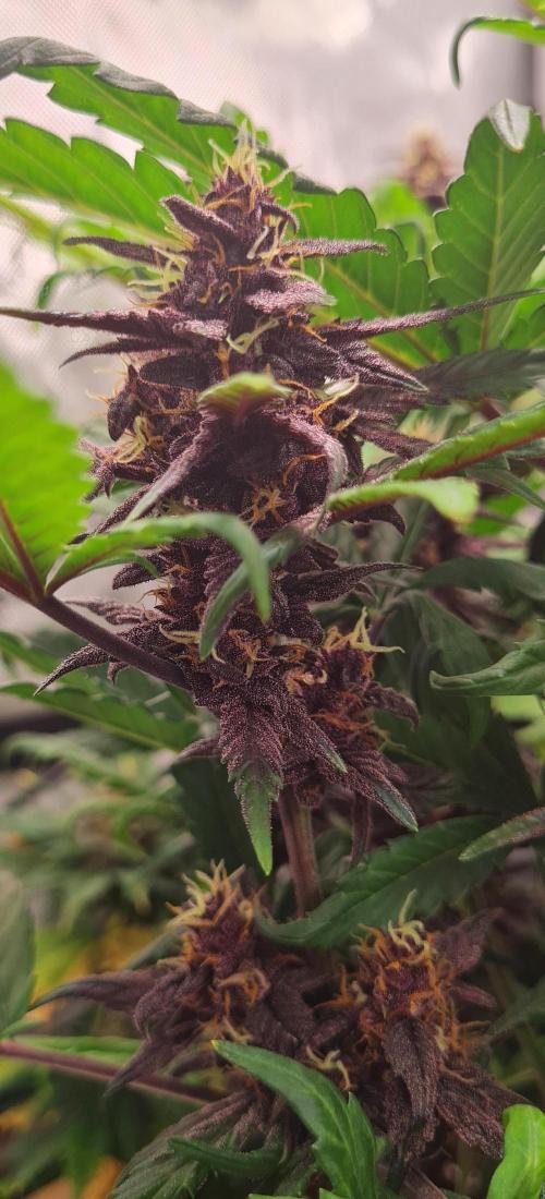 Purple Medicine. Week 9
