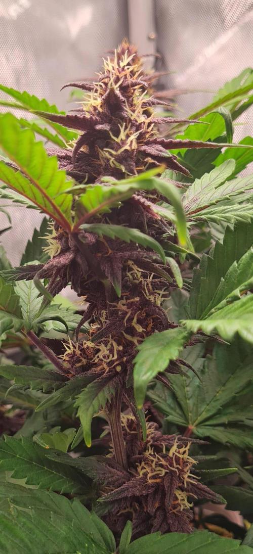Purple Medicine. Week 9