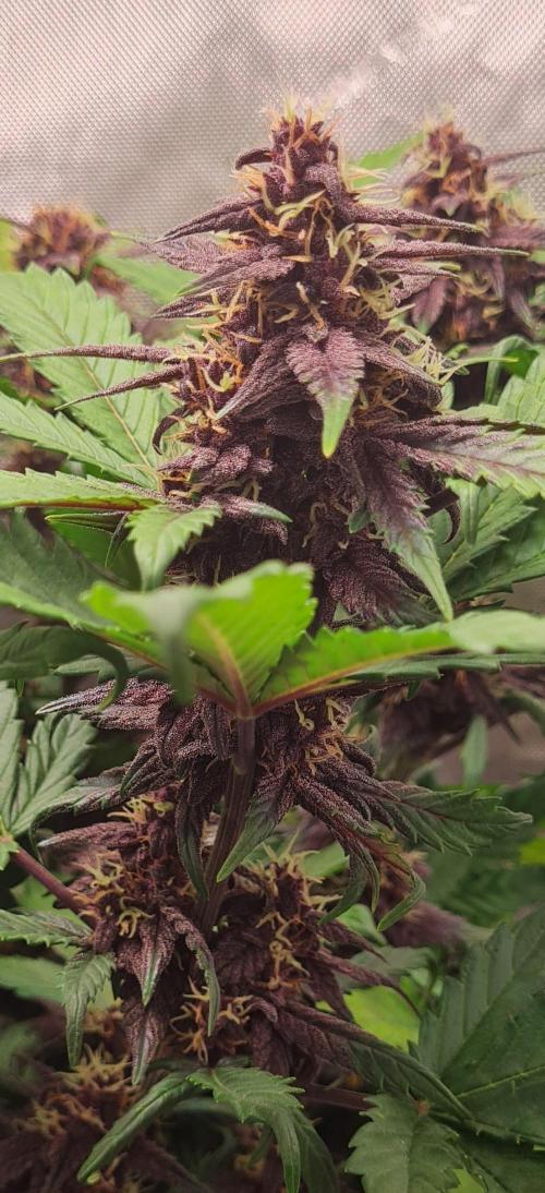 Purple Medicine. Week 9
