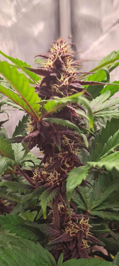Purple Medicine. Week 9