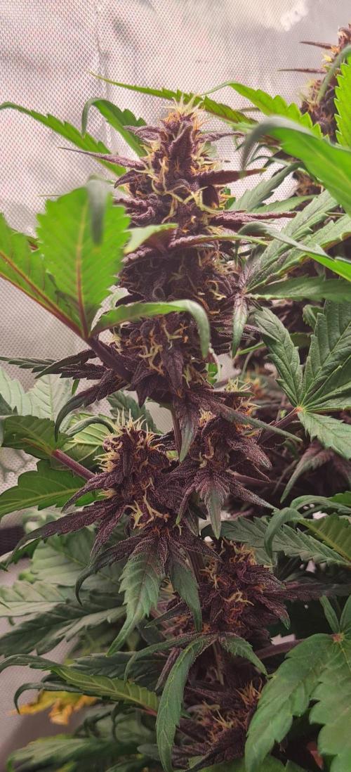 Purple Medicine. Week 9
