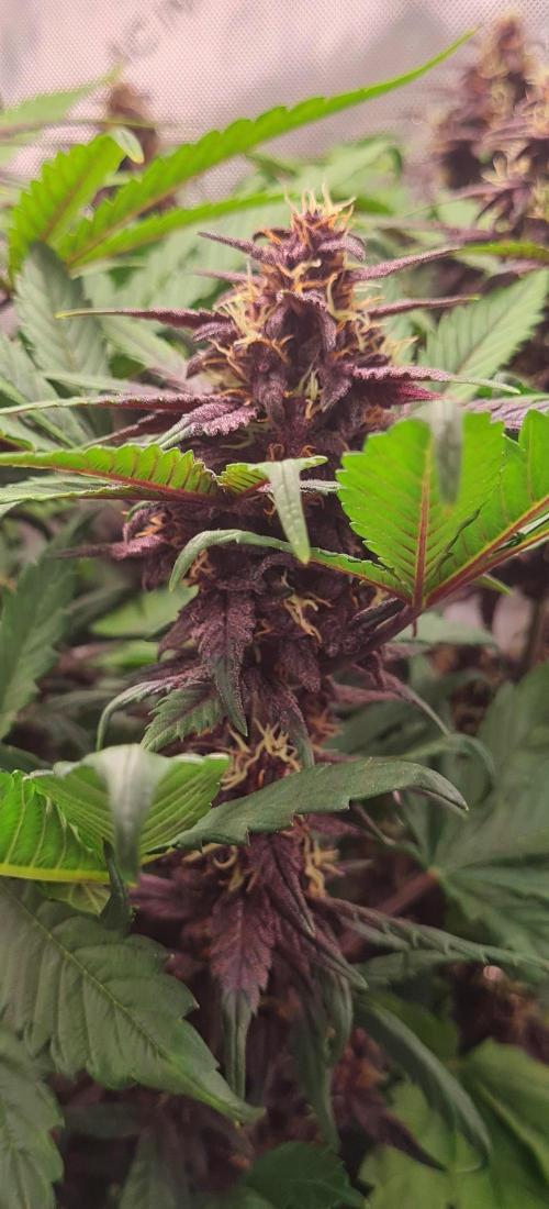 Purple Medicine. Week 9