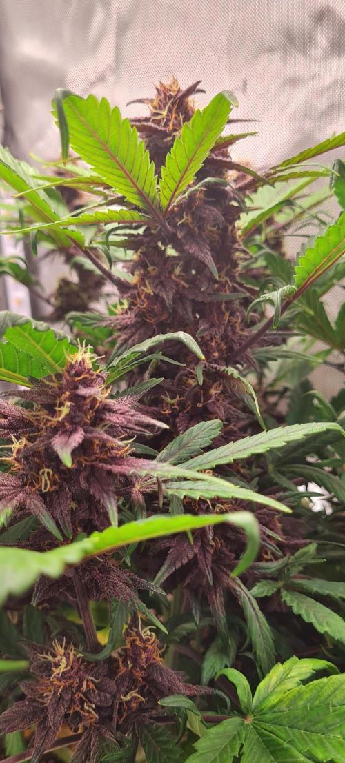Purple Medicine. Week 9