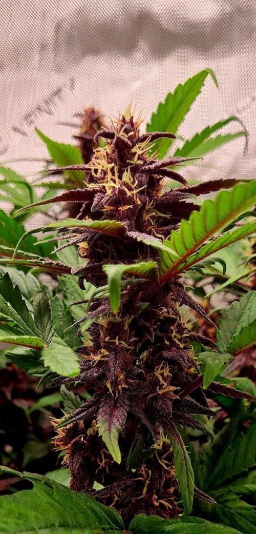 Purplematic CBD. Week 9