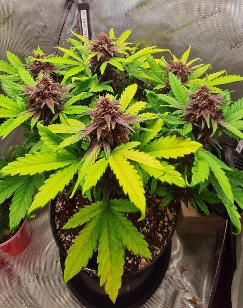 Purple Medicine. Week 10