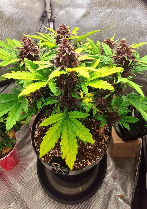 Purple Medicine. Week 10