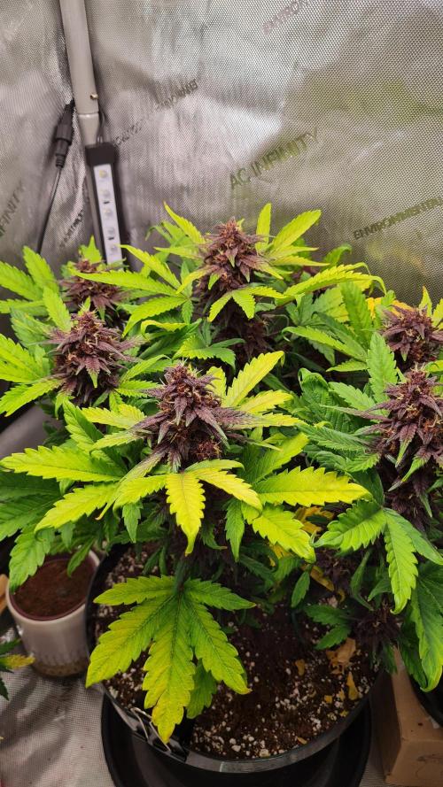 Purple Medicine. Week 10