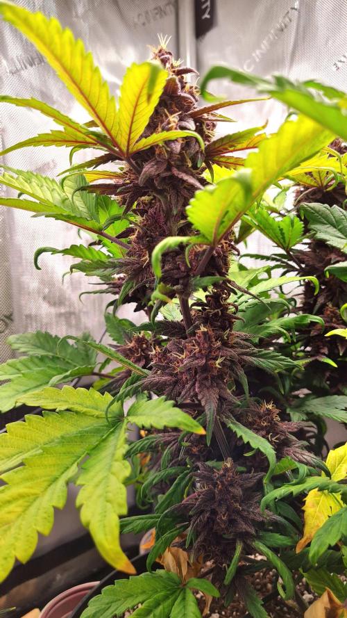 Purple Medicine. Week 10