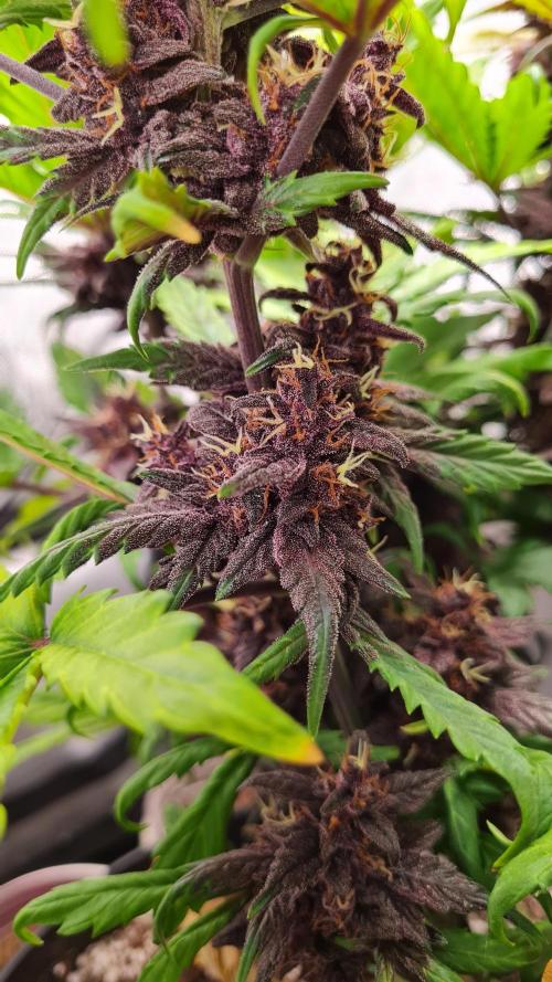 Purple Medicine. Week 10
