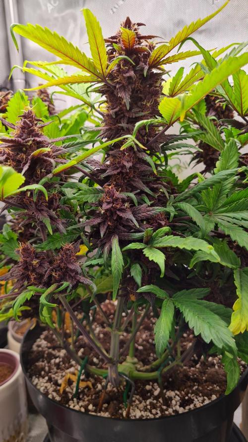 Purple Medicine. Week 10