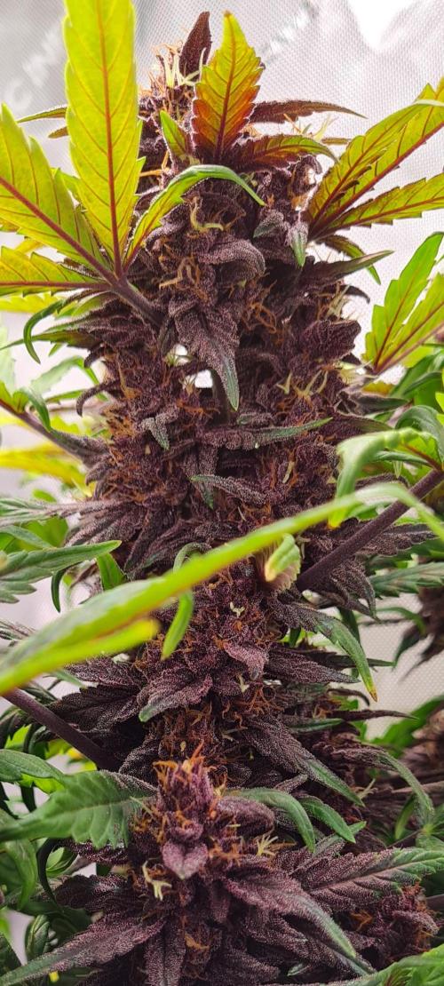 Purple Medicine. Week 10