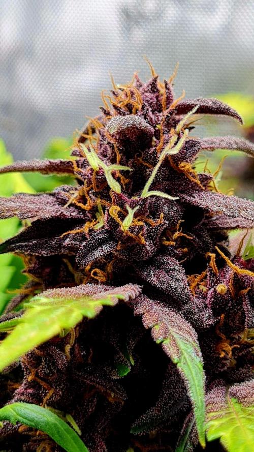Purplematic CBD. Week 10