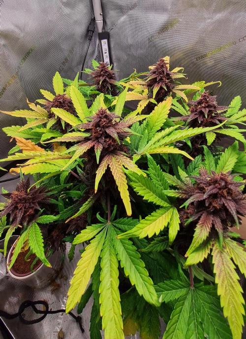 Purple Medicine. Week 11