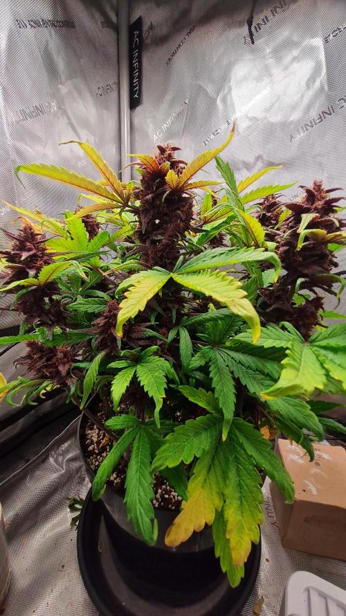 Purple Medicine. Week 11