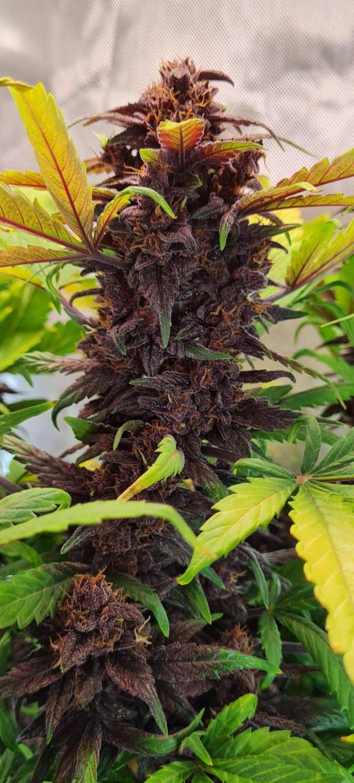 Purple Medicine. Week 11