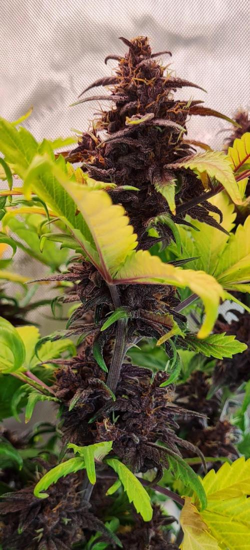 Purple Medicine. Week 11