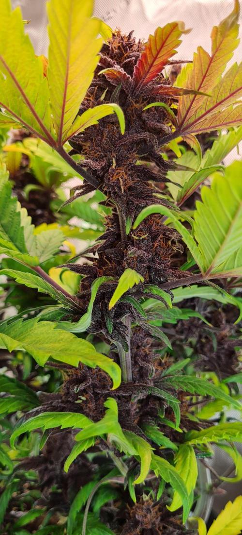 Purple Medicine. Week 11