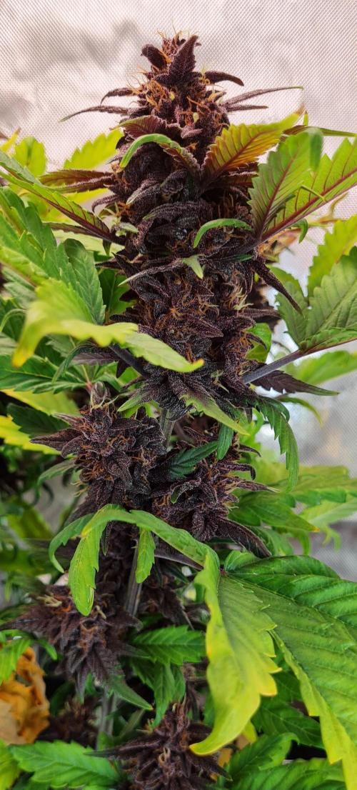 Purple Medicine. Week 11