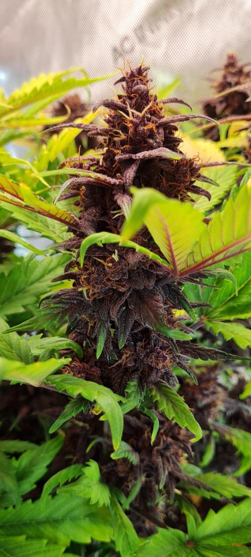 Purple Medicine. Week 11