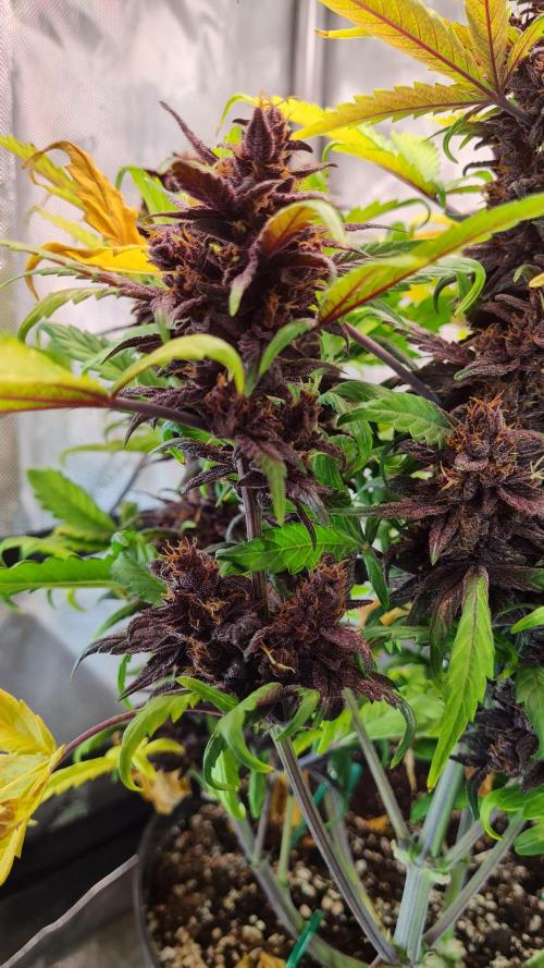 Purple Medicine. Week 11