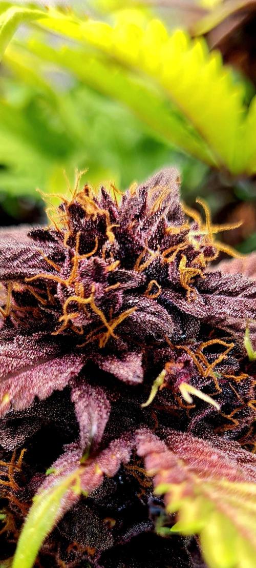 Purple Medicine. Week 11