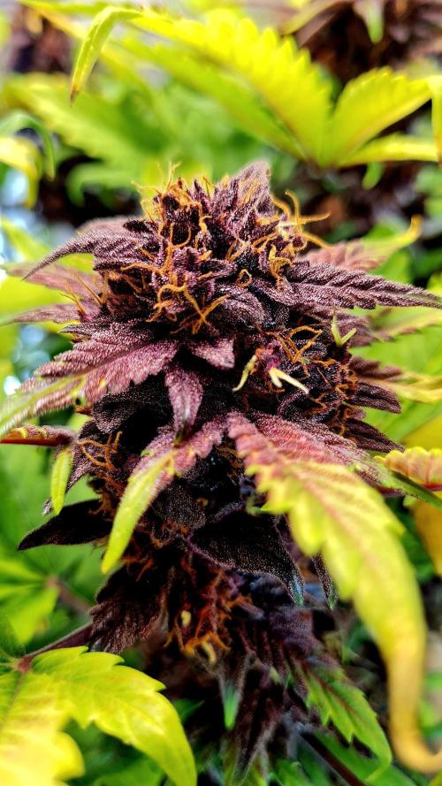 Purplematic CBD. Week 11