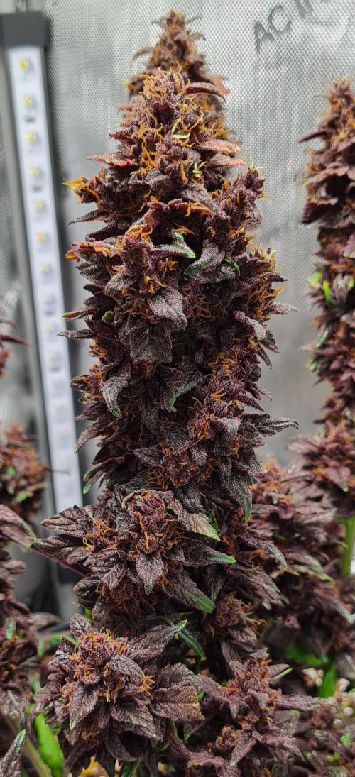 Purple Medicine. Week 12