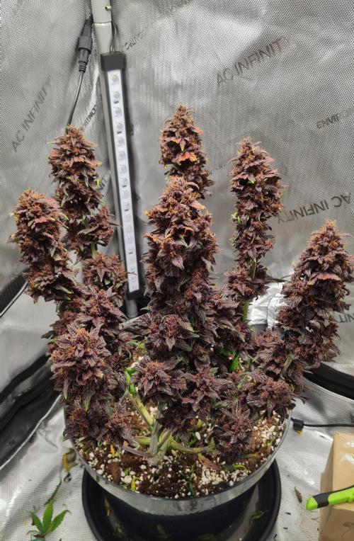 Purple Medicine. Week 12