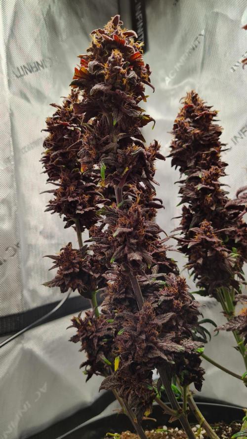 Purple Medicine. Week 12