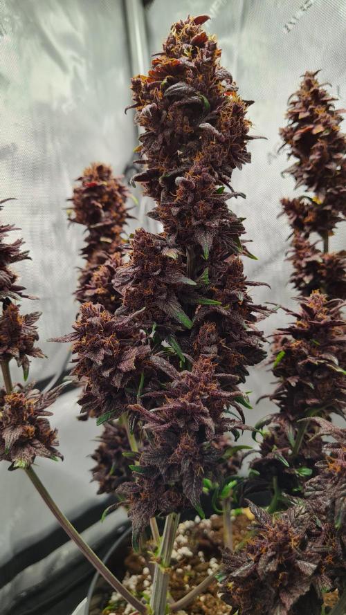 Purple Medicine. Week 12