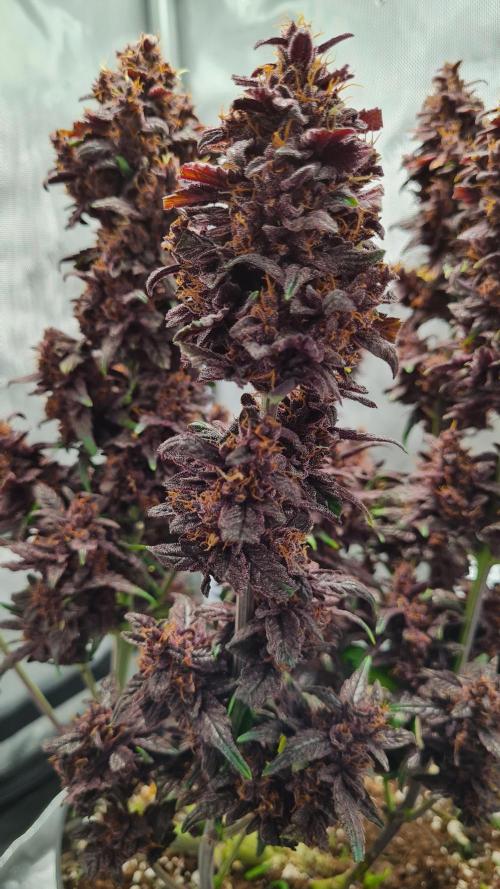 Purple Medicine. Week 12