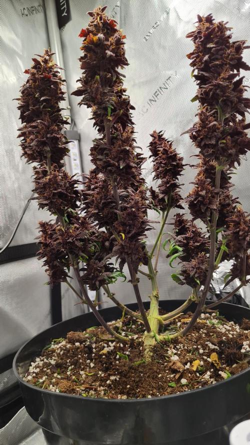 Purple Medicine. Week 12