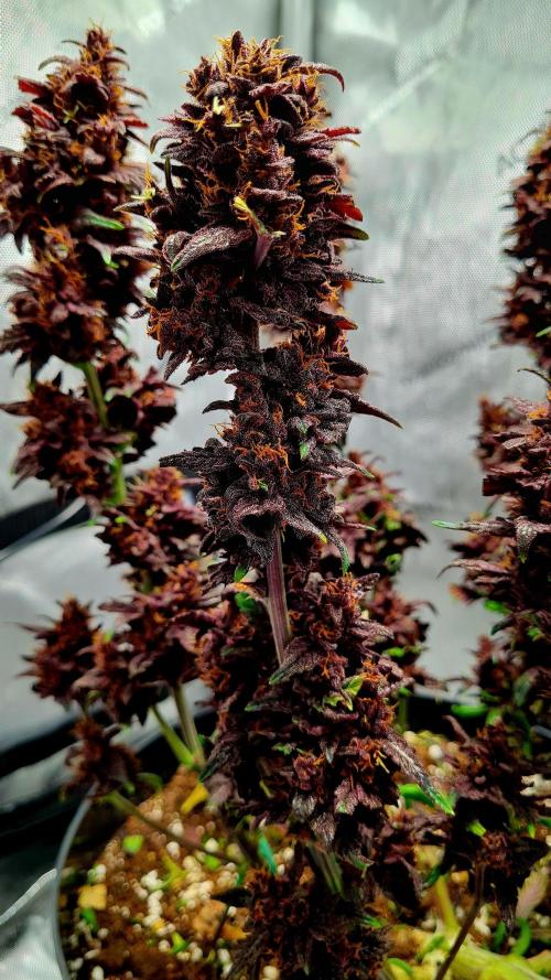 Purple Medicine. Week 12