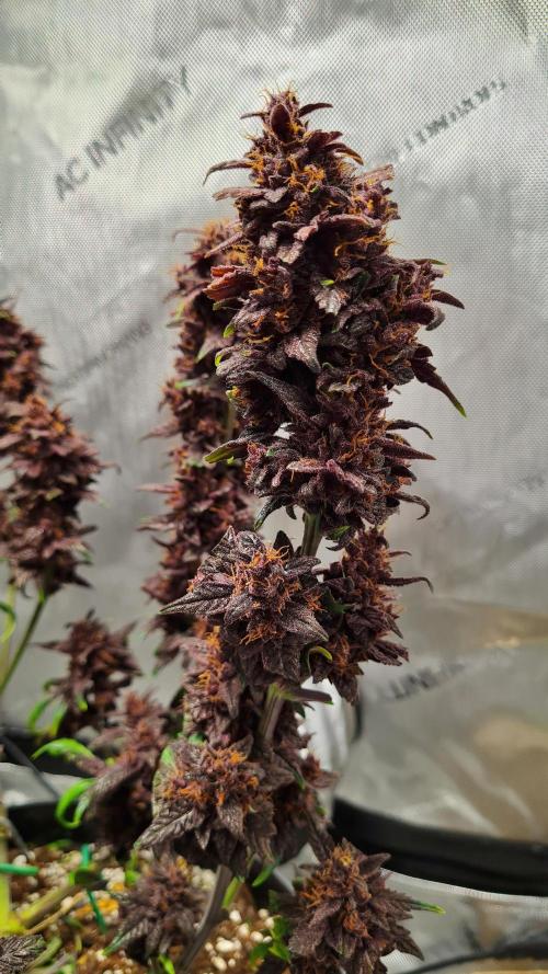 Purple Medicine. Week 12