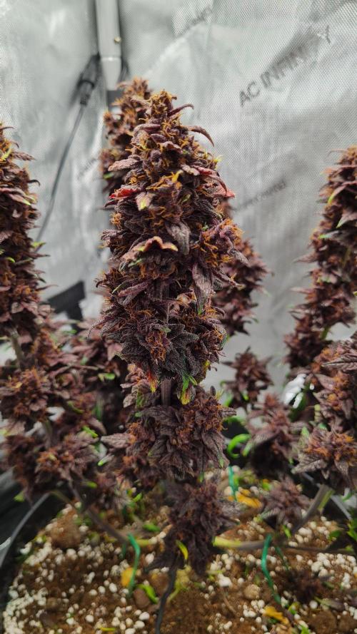 Purple Medicine. Week 12