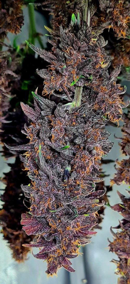Royal Queen Seeds - Purplematic CBD door KnightRider