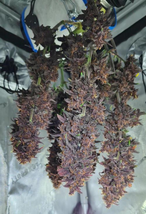 Purple Medicine. Week 12