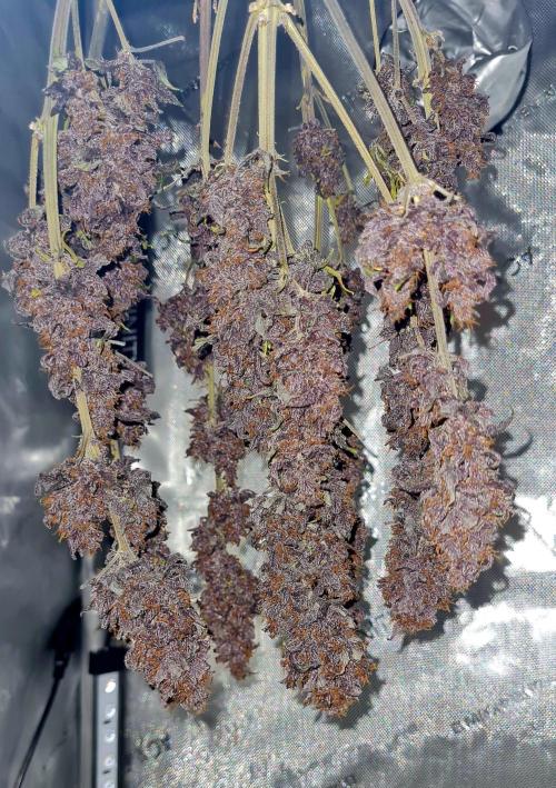 Purple Medicine. Week 12