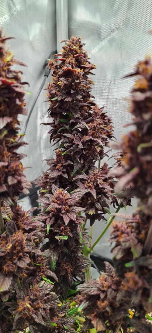 Purple Medicine. Week 12