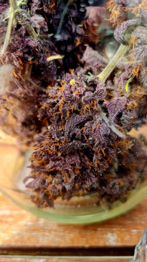 Purple Medicine. Week 12