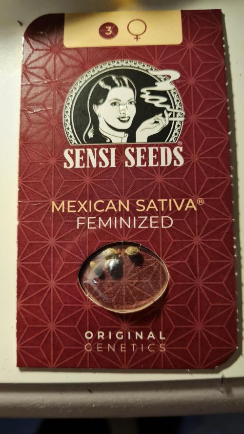 The Mexican Quarter. Week 1
