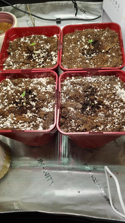 The Mexican Quarter. Week 1