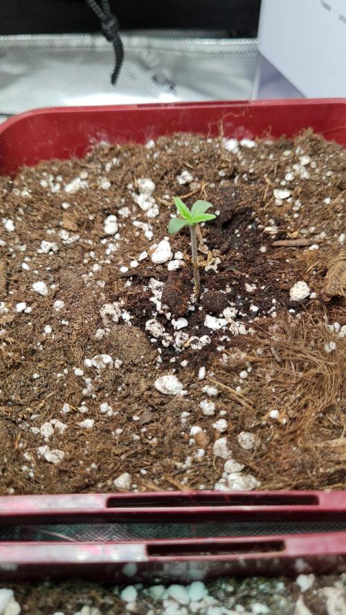 The Mexican Quarter. Week 1