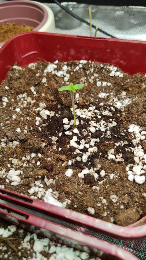 The Mexican Quarter. Week 1