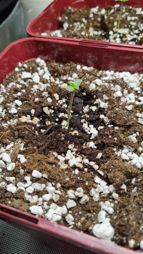 The Mexican Quarter. Week 1