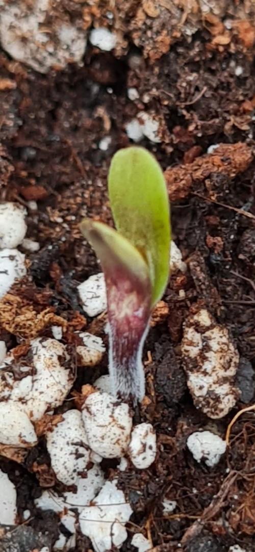 Apricot Auto. Week 1