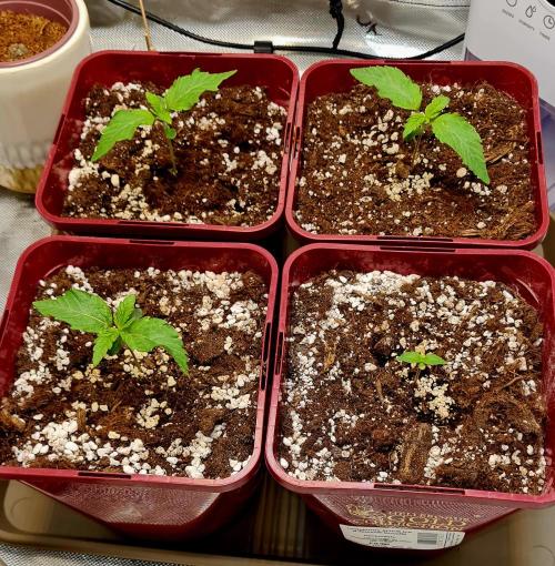 The Mexican Quarter. Week 2