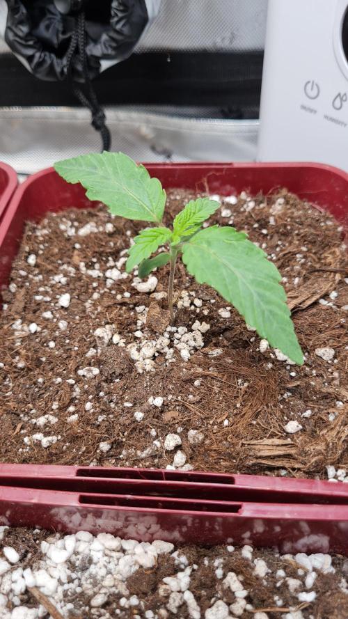 The Mexican Quarter. Week 2